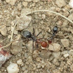 Myrmecocystus