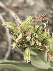Penstemon breviculus
