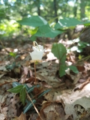 Chimaphila maculata