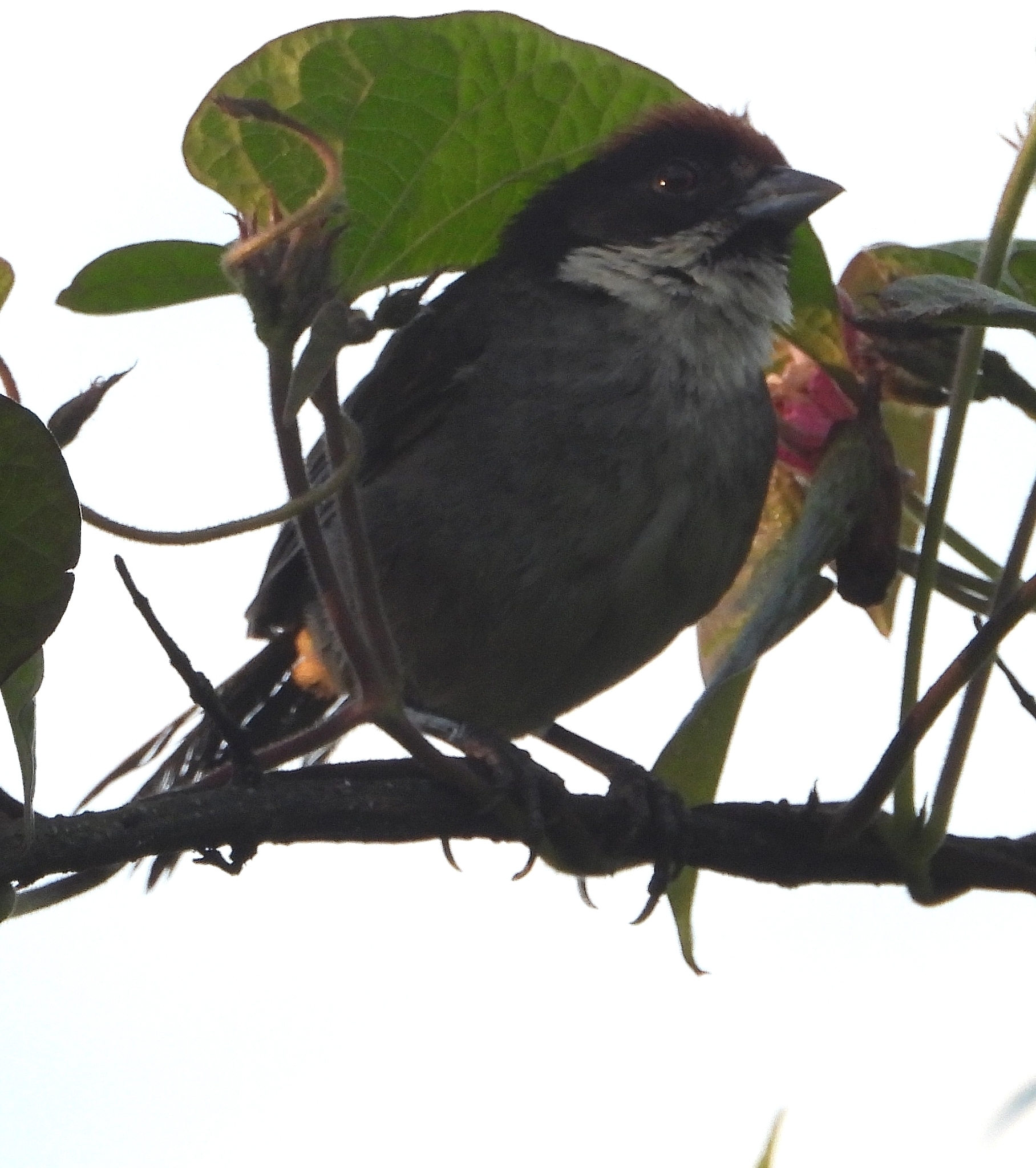 Atlapetes seebohmi image