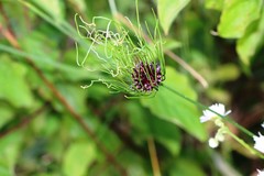 Allium vineale compactum