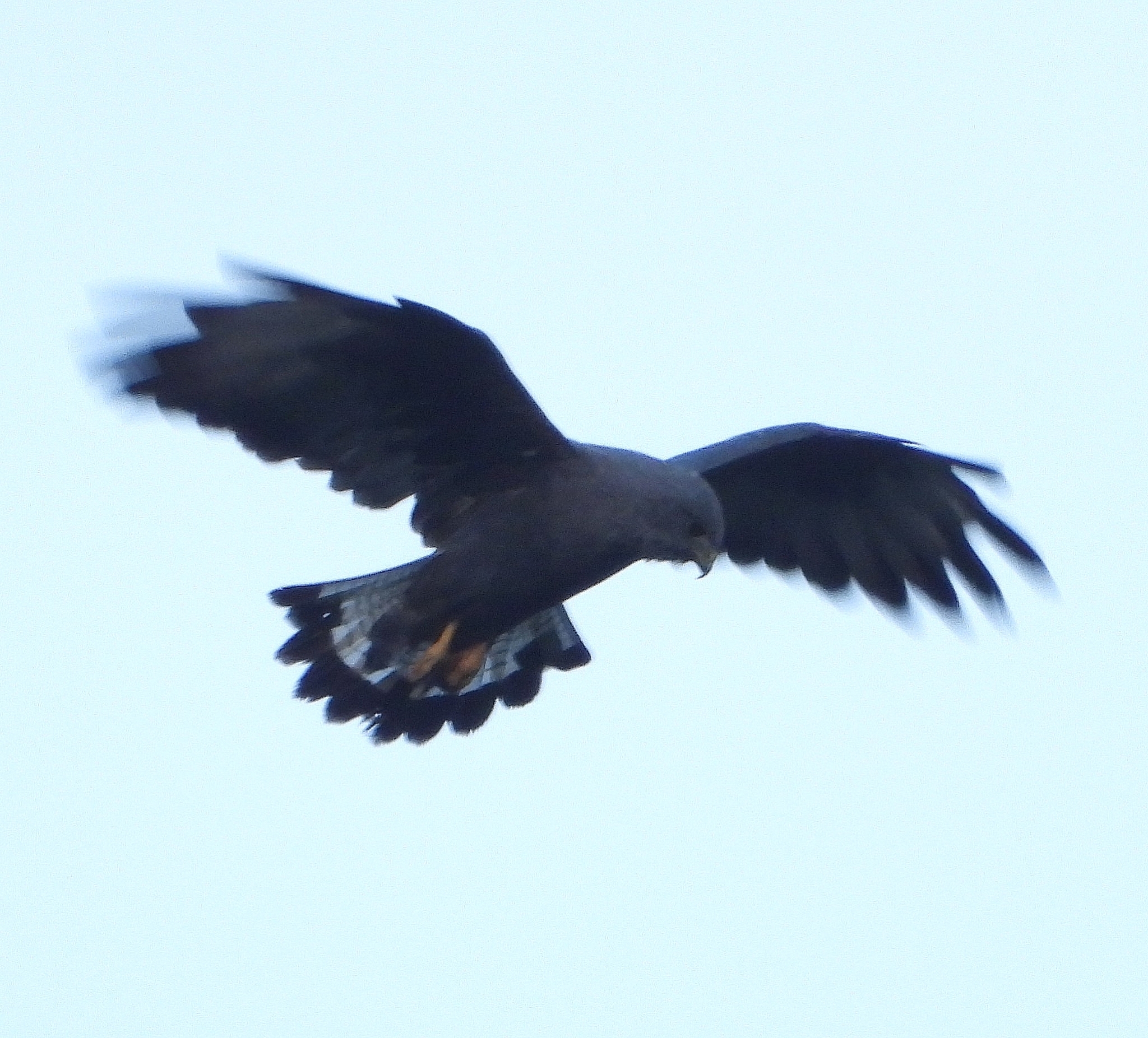 Buteo polyosoma image