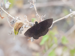 Ephyriades brunnea