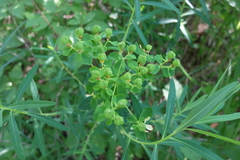 Euphorbia palustris