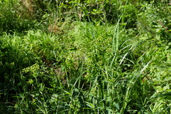 Euphorbia palustris