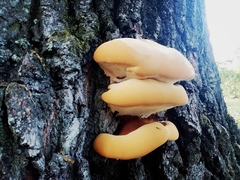 Ganoderma resinaceum