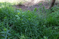 Euphorbia lucida