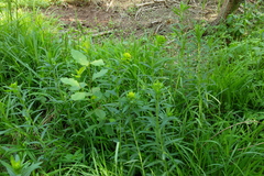 Euphorbia lucida
