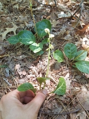 Pyrola americana