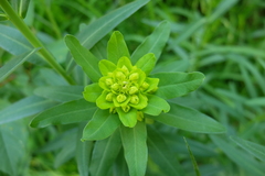 Euphorbia lucida