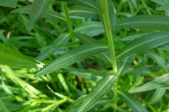 Euphorbia lucida