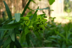 Euphorbia lucida