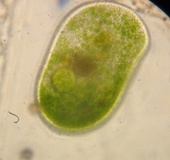 Frontonia