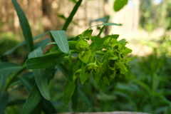 Euphorbia lucida