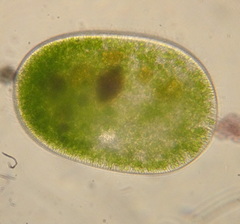 Frontonia