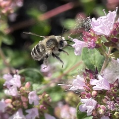 Anthophora quadrimaculata