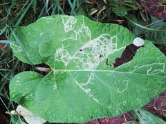 Phytomyza lappae