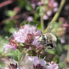 Anthophora quadrimaculata