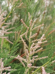 Tamarix ramosissima