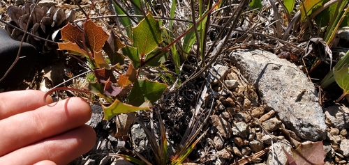 Image of Pygmy Oregon Grape (Berberis pumila) by (c) Asher Budnik, some rights reserved (CC BY)