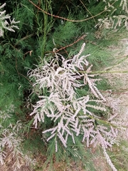 Tamarix ramosissima