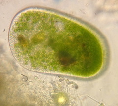 Frontonia