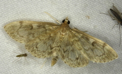 Anania tertialis