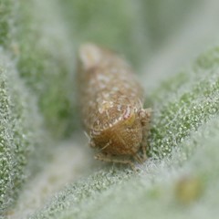 Scaphytopius irroratus