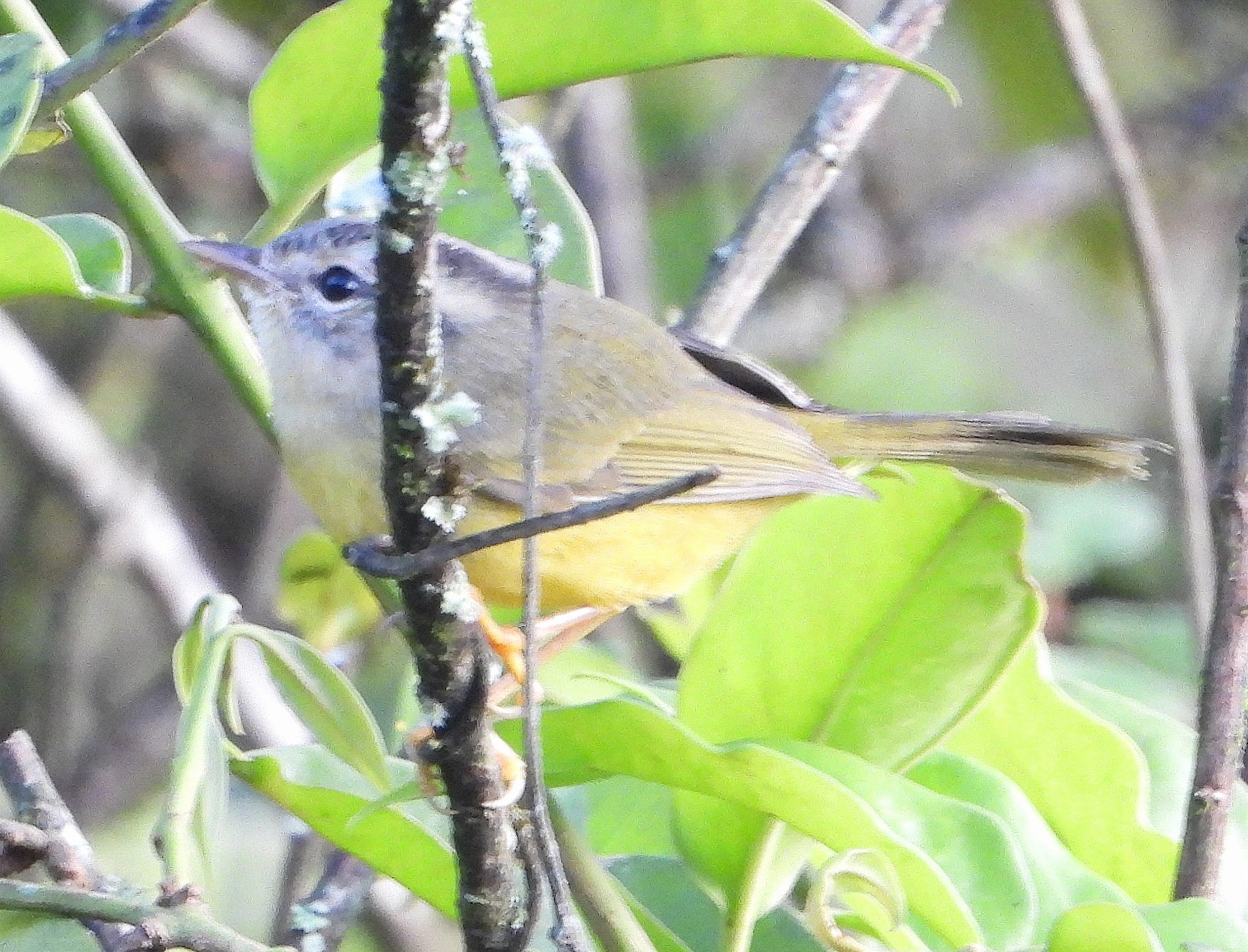 Basileuterus trifasciatus image