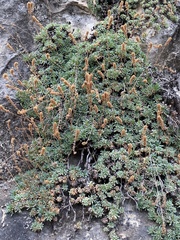 Petrophytum