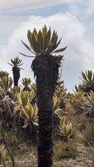 Espeletia frontinoensis