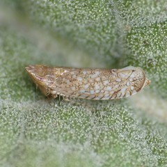 Scaphytopius irroratus