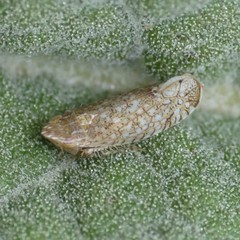 Scaphytopius irroratus