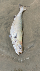 Atractoscion nobilis