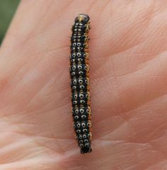 Depressaria daucella