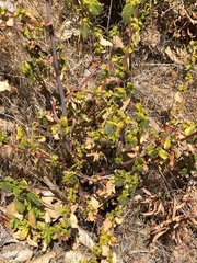 Ceanothus foliosus vineatus