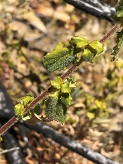 Ceanothus foliosus vineatus