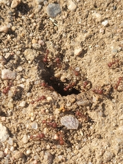 Pogonomyrmex occidentalis