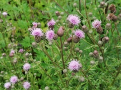 Cirsium arvense