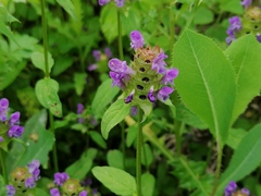 Prunella vulgaris