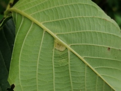Aceria erinea