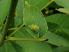 Aceria erinea