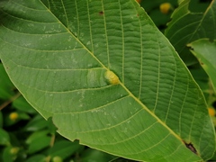 Aceria erinea