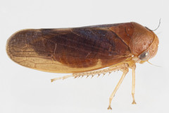 Oncopsis sobria
