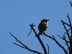 Serpophaga subcristata