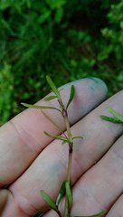 Coprosma propinqua propinqua
