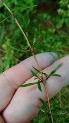 Coprosma propinqua propinqua