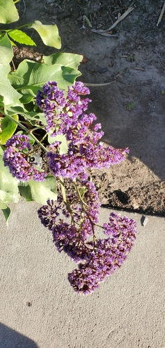 photo of Common Lilac (Syringa vulgaris)