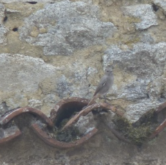 Phoenicurus ochruros