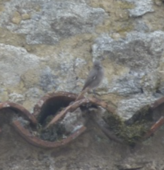 Phoenicurus ochruros